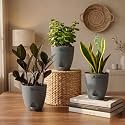 Black Raven ZZ Jade Plant amp Snake