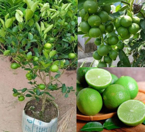 BloomShadow Lemon Plant sapling