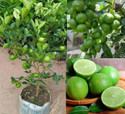 BloomShadow Lemon Plant sapling