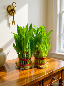 bloomshadow lucky bamboo plant  sapling