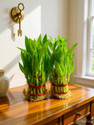 BloomShadow Lucky Bamboo Plant  sapling