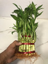 BloomShadow Lucky Bamboo Plant  sapling