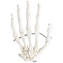 Boneset For Medical Students (MBBS) , Bilateral , 96% Anatomical Accuracy , Premium Medical Grade Quality , Complete Disarticulated Human Skeleton Bundle, Includes 3 Part Human Skull, Life Size Bones