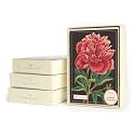 Botanical Boxed Note Cards