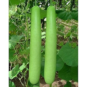 bottle gourd lauki seeds  high yield amp high germination  kitchen garden pack of 30 seed