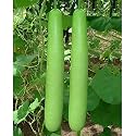 Bottle Gourd (Lauki) Seeds | High Yield &amp; High Germination | Kitchen Garden (Pack Of 30 Seed)