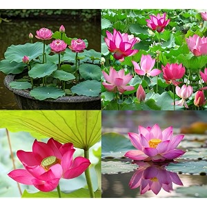 bowl 2-colour lotus tuber combo nelumbo nucifera  2 distinct hybrid multicolour varieties for planting  fast-blooming live roots  pond amp garden