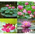 Bowl 2-Colour Lotus Tuber Combo (Nelumbo nucifera) – 2 Distinct Hybrid Multicolour Varieties for Planting | Fast-Blooming Live Roots | Pond & Garden