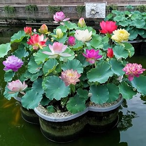 bowl lotus tuber root for planting nelumbo nucifera  original variety hybrid live plant  mixed colours  blooms within 30 days  pond amp terrace