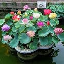 Bowl Lotus Tuber Root for Planting (Nelumbo nucifera) – Original Variety Hybrid Live Plant | Mixed Colours | Blooms Within 30 Days | Pond &amp; Terrace