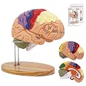 Brain Model 2X Life‑Size, Brain Anatomy Model for Neuroscience, 4‑Part Detachable 3D Brain Model with Laser‑Engraved Labels and Stand for Psychology Neuroscience Learning
