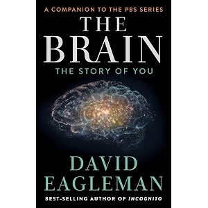 the brain