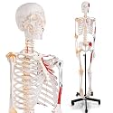 breesky 70.8 Inches Human Skeleton Model for Anatomy - Life Size Medical Human Skeleton Model with Ligament，with Nervous System 70.8 in with Rolling Stand for Medical Study and Display