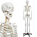 breesky Human Skeleton Model for Anatomy- Life Size Medical Human Skeleton Model with Nervous System 70.8 in with Rolling Stand for Medical Study and Display 3 Posters