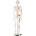 breesky Human Skeleton Model for Anatomy: Metal Stand &amp; Removable Joints