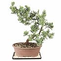 Brussel's Bonsai - Large Juniper Live Bonsai Tree, Potted Indoor Plant