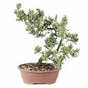 Brussel's Bonsai - Large Juniper Live Bonsai Tree, Potted Outdoor Plant