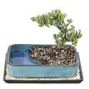 Brussel's Bonsai - Medium Juniper Live Bonsai Tree, Potted Indoor Plant