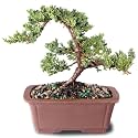 Brussel's Bonsai - Medium Juniper Live Bonsai Tree, Potted Outdoor Plant