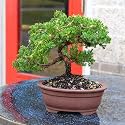 Brussel's Bonsai - Medium Juniper Live Bonsai Tree, Potted Outdoor Plant