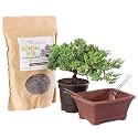 Brussel's Bonsai - Small Juniper Live Bonsai Tree, Potted Outdoor Plant