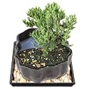 Brussel's Bonsai - Small Juniper Live Bonsai Tree, Potted Indoor Plant