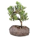 Brussel's Bonsai - Small Juniper Live Bonsai Tree, Potted Outdoor Plant