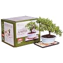 Brussel's Bonsai - Small Juniper Live Bonsai Tree, Potted Outdoor Plant