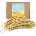 BUCATSTATE Spray Millet for Birds, Sun-Dried Healthy Millet Parakeet Treats for Parrots Cockatiel Lovebird Finch, GMO-Free Parakeet Food - 1.1lb
