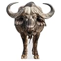 Buffalo - Life Size Cardboard Cutout Standup People with Support Standee | Animals -