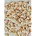 Bulk Lot of 100 Real Fossil Shark Teeth in a Gift Box