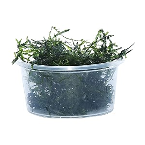 java moss shrimp breeding cave
