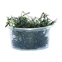 Java Moss (Shrimp breeding cave)