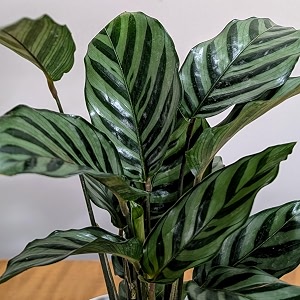 littlejungle calathea freddie - live plant with 55 inches white decor pot  indoor plants for home  office desk  live plants indoor  live plant with pot for home decor 