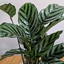 LITTLEJUNGLE Calathea Freddie - Live Plant with 5.5 Inches White Decor Pot | Indoor Plants For Home | Office Desk | Live Plants Indoor | Live Plant With Pot For Home Decor |