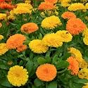 Calendula Flower Seeds Non-GMO Long Blooming Pack of 50+seeds With 20+ Marigold Seeds Easy to Grow, Medicinal Herb, Garden &amp; Balcony Use, Pot Friendly, Vibrant Mixed Colours