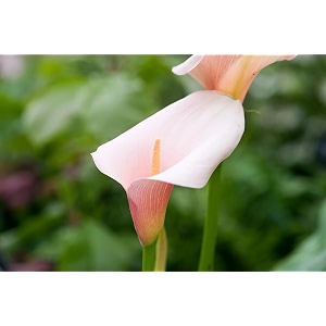 Calla Lily Live Plant Zantedeschia Pink