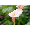 Calla Lily Live Plant Zantedeschia Pink