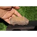 Calymene Trilobite Flexicalymene Trilobite Ordovician Fossil Trilobites A233