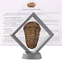 Calymene Trilobite Fossil from Morocco, Real Fossils for Adults, Fossil Enthusiasts, Trilobites Fossils Paleontology Gifts for Men Women, Fossil kit Trilobite Specimen with Display Frame & Fact Sheet