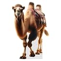 Camel - Life Size Cardboard Cutout Standup People with Support Standee | Animals -