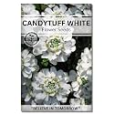 Navika Seeds ; Grow with Us Candytuft White Flower Seeds For Home Gardening. Perfect For Terrace Gardening Winter And Summer Blooms In India - Includes Free E-Book