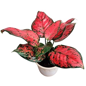 cappl aglaonema beauty live plant - stunning indoor variety for home office decor