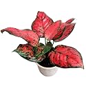 CAPPL Aglaonema Beauty Live Plant - Stunning Indoor Variety for Home, Office, Decor