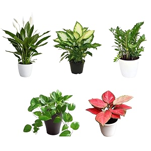 cappl air-purifying live indoor houseplants combo -peace lily money plant dieffenbachia aglaonema zz plant 5 plants