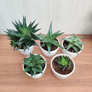 cappl assorted 5 haworthia live plants with plastic pot 5 plants