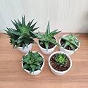 CAPPL Assorted 5 Haworthia Live Plants With Plastic Pot (5 Plants)