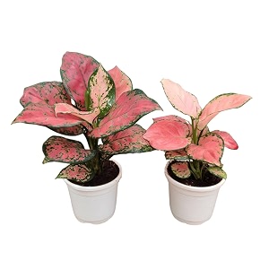 cappl comboo 34aglaonema pink-red plant-vibrant colors easy care for home and office desk34