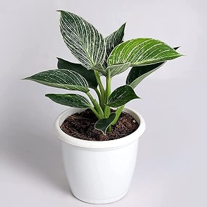 cappl exotic philodendron birkin white rare imported natural live indoor plant with flower pot for home garden dcor and any room