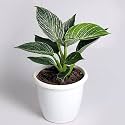 CAPPL Exotic Philodendron Birkin White Rare Imported Natural Live Indoor Plant with Flower Pot for Home, Garden, Décor and Any Room